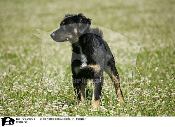 Mischlingshund / mongrel / RR-20031