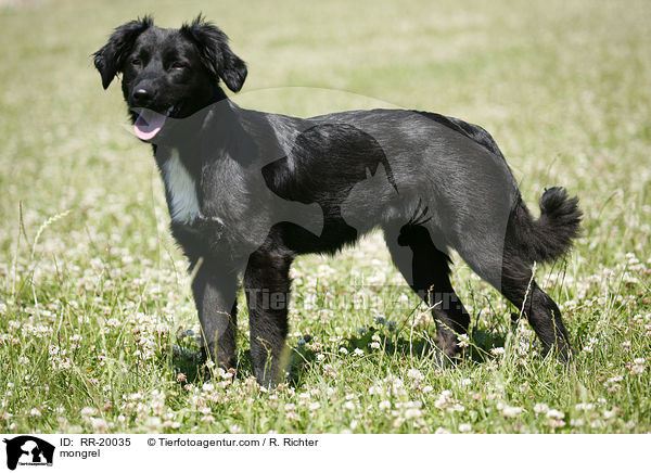Mischlingshund / mongrel / RR-20035