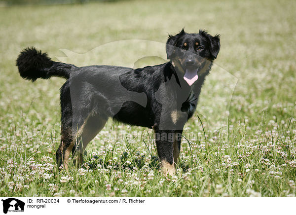 Mischlingshund / mongrel / RR-20034