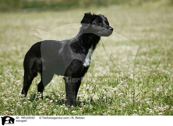 Mischlingshund / mongrel / RR-20042