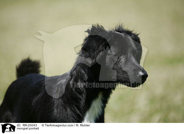 Mischling Portrait / mongrel portrait / RR-20043