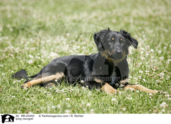 liegender Mischling / lying mongrel / RR-20050