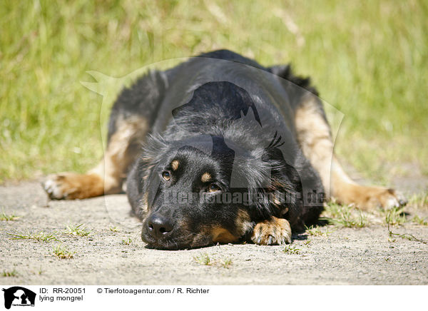 liegender Mischling / lying mongrel / RR-20051