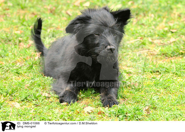 liegender Mischlingshund / lying mongrel / DMS-01066