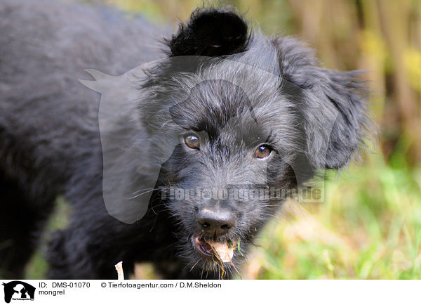 Mischlingshund / mongrel / DMS-01070