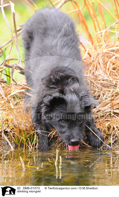 trinkender Mischlingshund / drinking mongrel / DMS-01072
