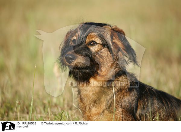 Jagdterrier-Dackel-Mischling / mongrel / RR-20533