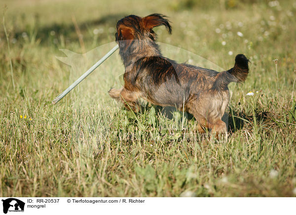 Jagdterrier-Dackel-Mischling / mongrel / RR-20537