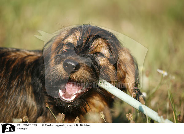 Jagdterrier-Dackel-Mischling / mongrel / RR-20539