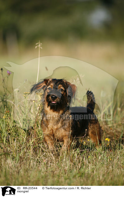 Jagdterrier-Dackel-Mischling / mongrel / RR-20544