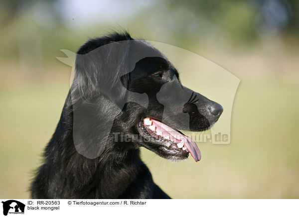 schwarzer Mischling / black mongrel / RR-20563