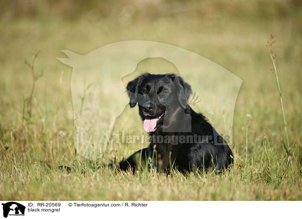 schwarzer Mischling / black mongrel / RR-20569