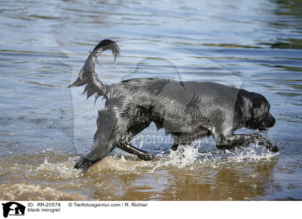 black mongrel / RR-20578