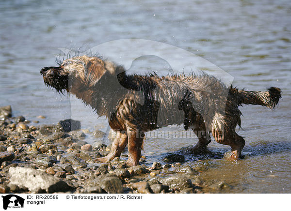 Jagdterrier-Dackel-Mischling / mongrel / RR-20589