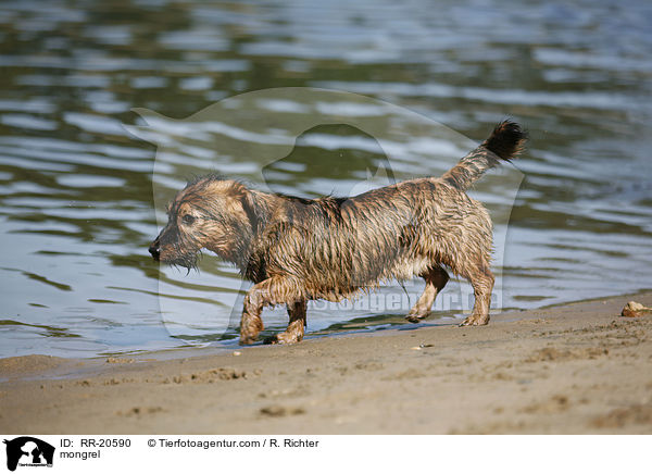 Jagdterrier-Dackel-Mischling / mongrel / RR-20590