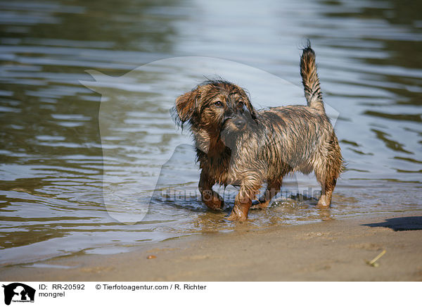 Jagdterrier-Dackel-Mischling / mongrel / RR-20592