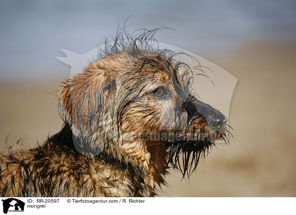Jagdterrier-Dackel-Mischling / mongrel / RR-20597