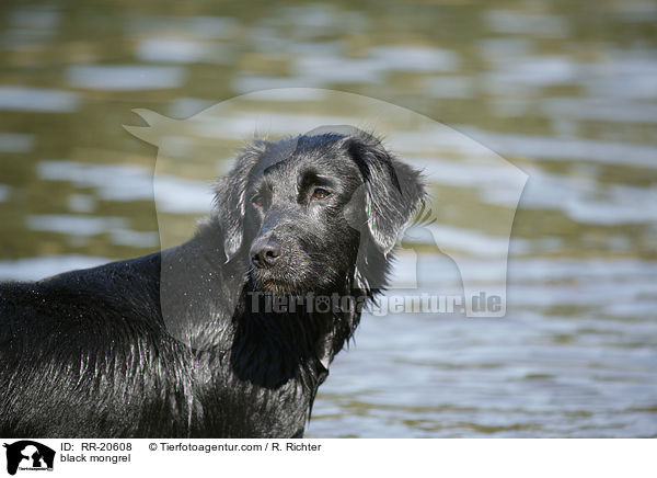 schwarzer Mischling / black mongrel / RR-20608