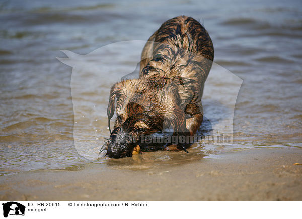 Jagdterrier-Dackel-Mischling / mongrel / RR-20615