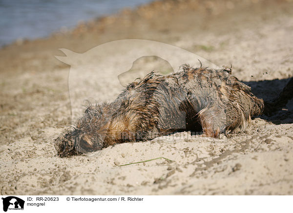 Jagdterrier-Dackel-Mischling / mongrel / RR-20623