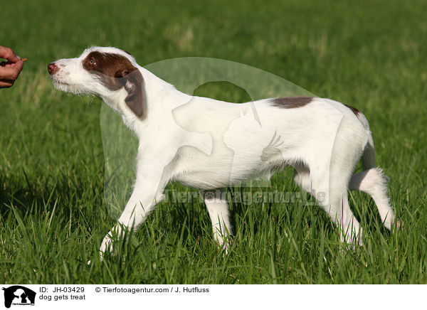 Hund bekommt Belohnung / dog gets treat / JH-03429