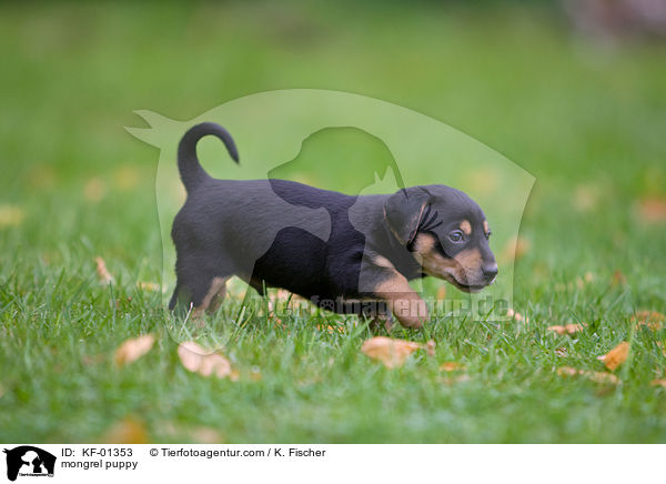 mongrel puppy / KF-01353