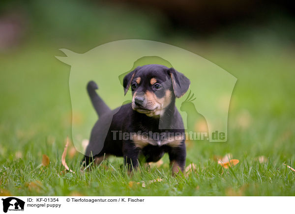 mongrel puppy / KF-01354