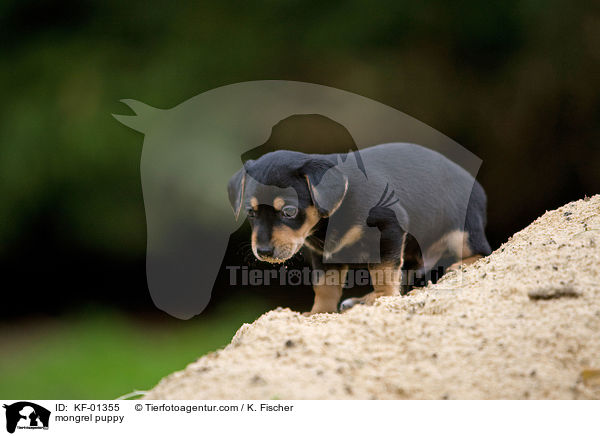 mongrel puppy / KF-01355
