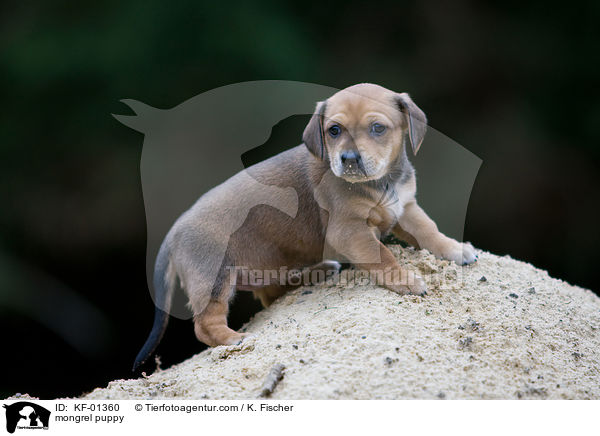 mongrel puppy / KF-01360