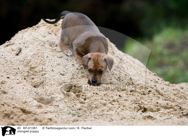 mongrel puppy / KF-01361