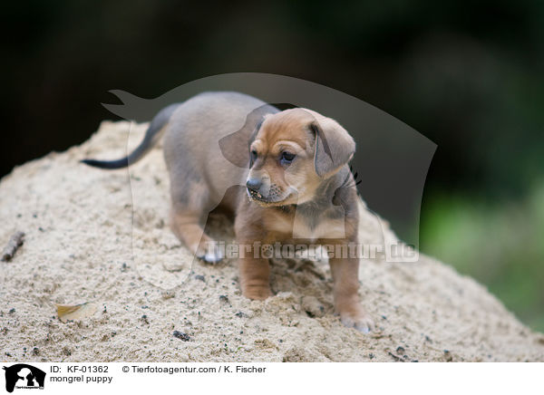 mongrel puppy / KF-01362