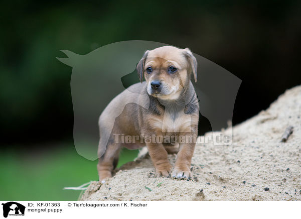 mongrel puppy / KF-01363