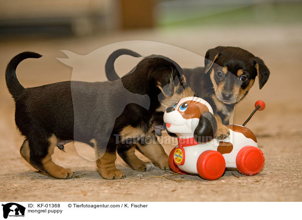 mongrel puppy / KF-01368