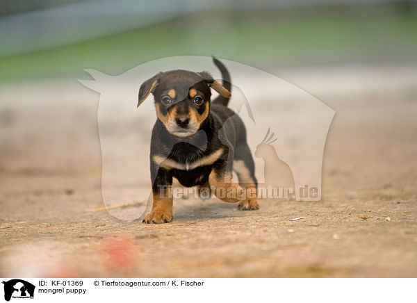 mongrel puppy / KF-01369