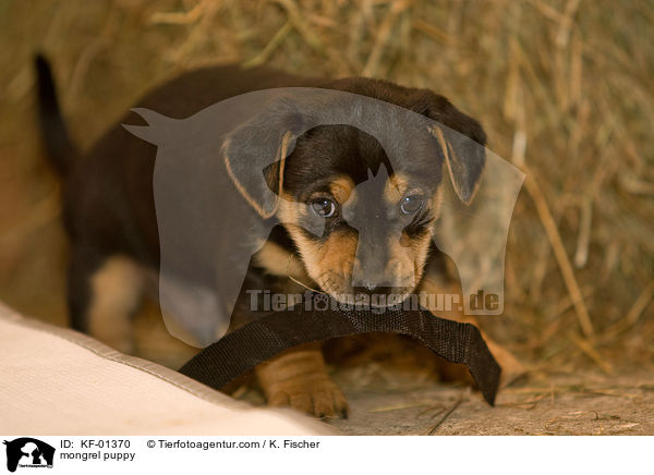 mongrel puppy / KF-01370