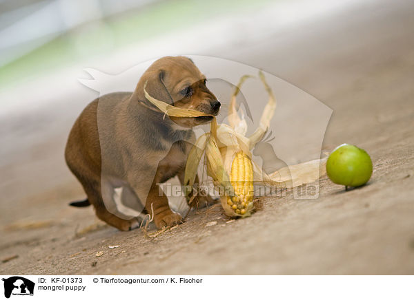 mongrel puppy / KF-01373