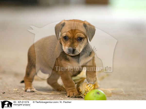 mongrel puppy / KF-01374