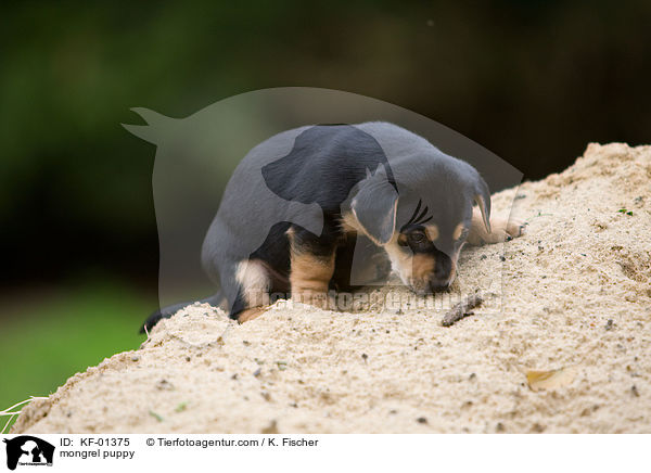 mongrel puppy / KF-01375