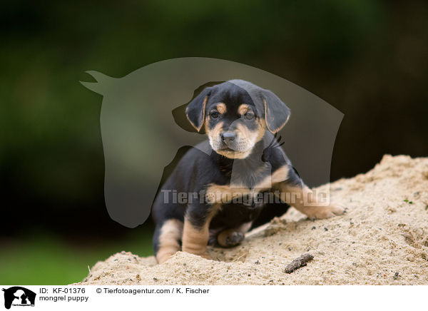mongrel puppy / KF-01376