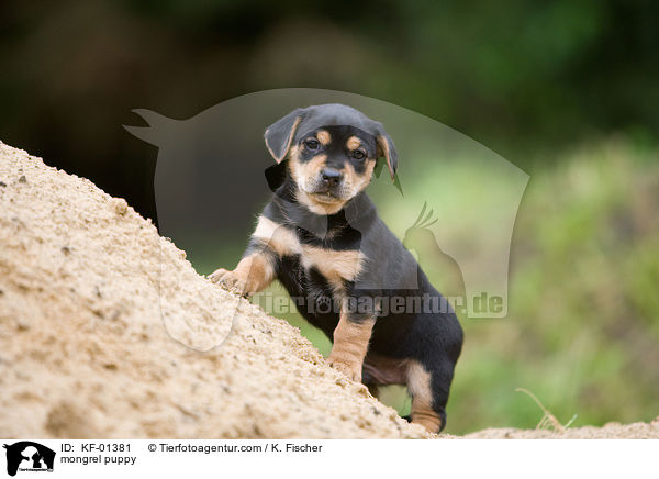mongrel puppy / KF-01381