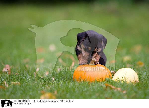 mongrel puppy / KF-01384