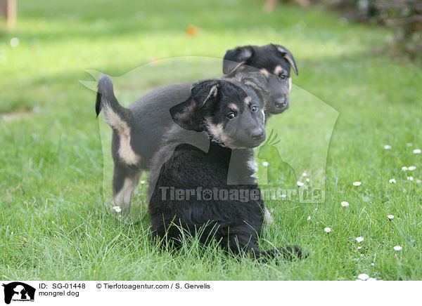 mongrel dog / SG-01448