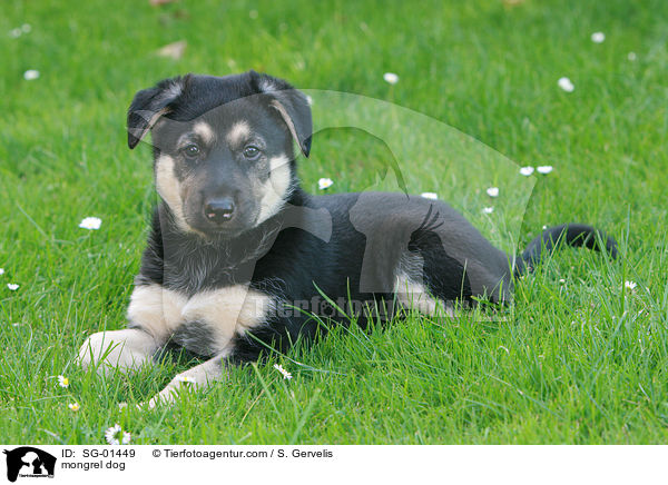 mongrel dog / SG-01449