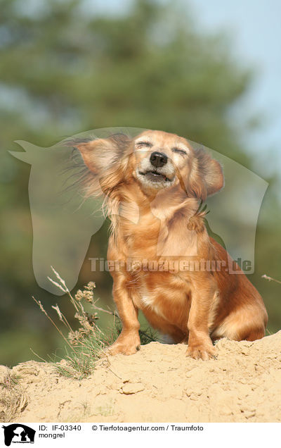 Dackel-Chihuahua-Mix / mongrel / IF-03340