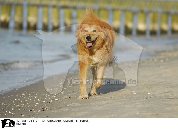 mongrel / SST-04112