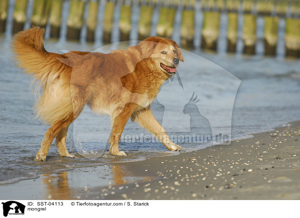 mongrel / SST-04113