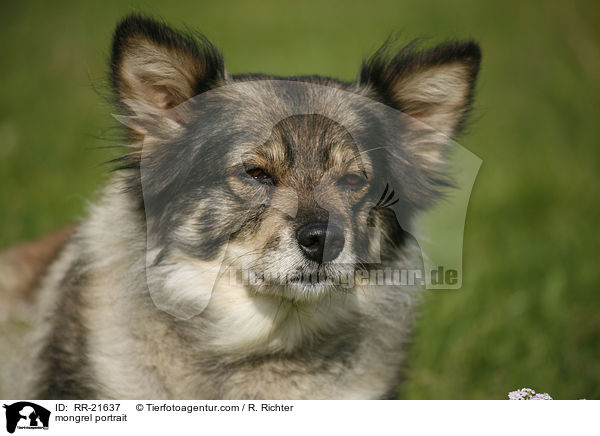 Mischling Portrait / mongrel portrait / RR-21637