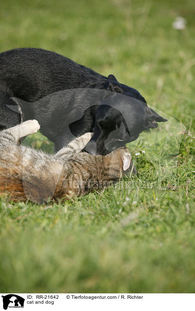 Hund und Katze / cat and dog / RR-21642