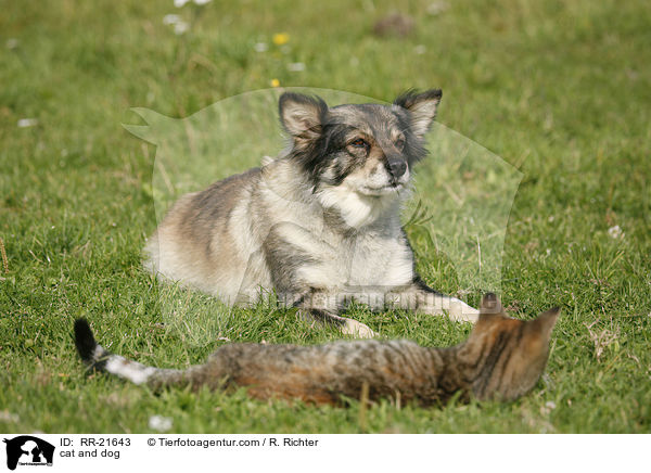cat and dog / RR-21643