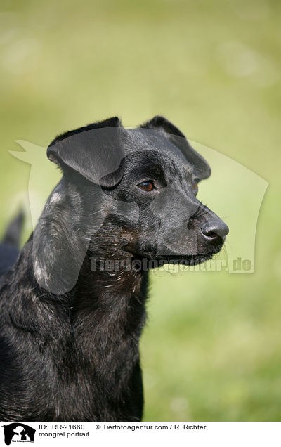 Mischling Portrait / mongrel portrait / RR-21660